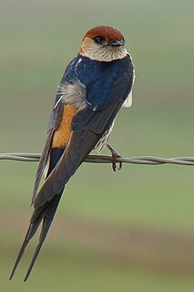 <span class="mw-page-title-main">Greater striped swallow</span> Species of bird