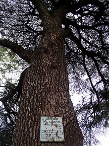 Jussieus Libanon-Zeder im Jardin des Plantes