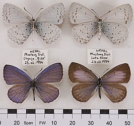 Celastrina huegeli