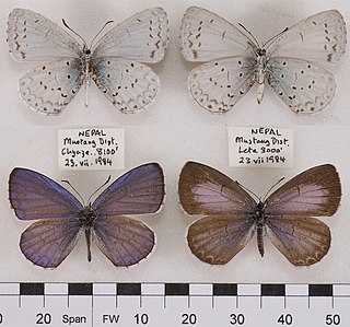<i>Celastrina huegeli</i> Species of butterfly