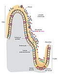 Vignette pour Épithélium intestinal