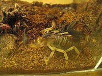 Centruroides bicolor.jpg