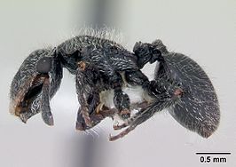 Cephalotes lanuginosus