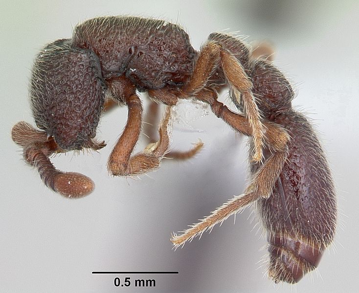 File:Cerapachys papuanus casent0434834 profile 1.jpg