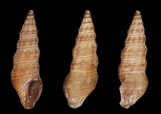 <i>Ceritoturris bittium</i> Species of gastropod