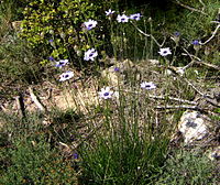 Catananche caerulea