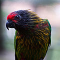 Chalcopsitta sintillata -Kuala Lumpur Bird Park-8a-3cr.jpg