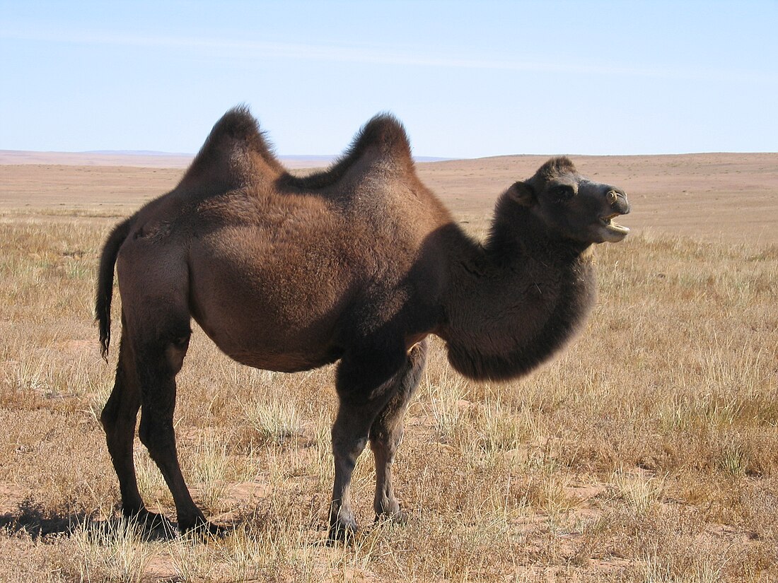 Camelus