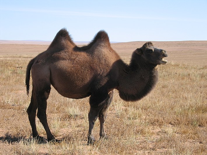 The high body temperatures of bactrian camels allow them to preserve water.