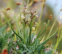 Orchis nain des Alpes (Chamorchis alpina).
