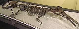 <i>Champsosaurus</i> Extinct genus of reptiles