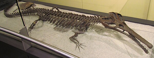 Champsosaurus, a gharial-like choristodere which survived the Cretaceous-Paleocene extinction event. Choristoderes may represent the fifth group of ar