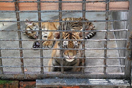 Fail:Changsha Zoo Baby Tigers (10114836556).jpg