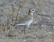 Charadrius montanus, Carrizo Plain, San Luis Obispo, California 2.jpg