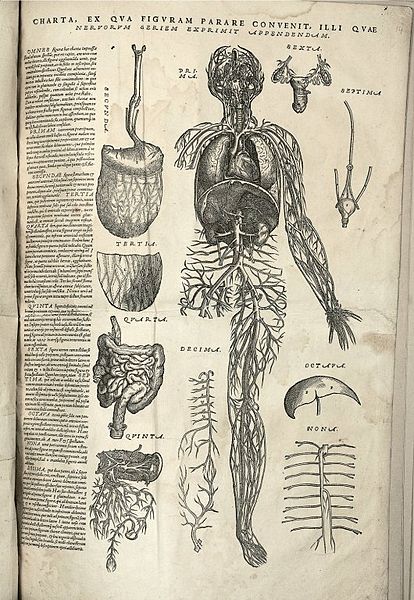 File:Charta ex qva figvram parare convenit, illi qvae nervorvm seriem exprimit appendendam, 1543..JPG