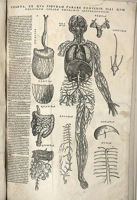 Human anatomical chart of blood vessels, with heart, lungs, liver and kidneys included. Other organs are numbered and arranged around it. Before cutting out the figures on this page, Vesalius suggests that readers glue the page onto parchment and gives instructions on how to assemble the pieces and paste the multilayered figure onto a base "muscle man" illustration. "Epitome", fol.14a. HMD Collection, WZ 240 V575dhZ 1543.