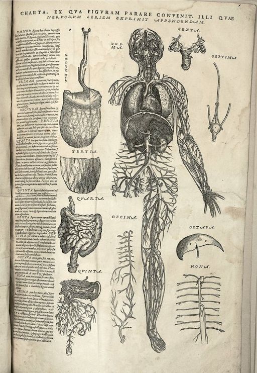  Charta ex qva figvram parare convenit, illi qvae nervorvm seriem exprimit appendendam, 1543. 