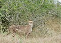 Cheetah (Acinonyx jubatus) female ... (51995712064).jpg