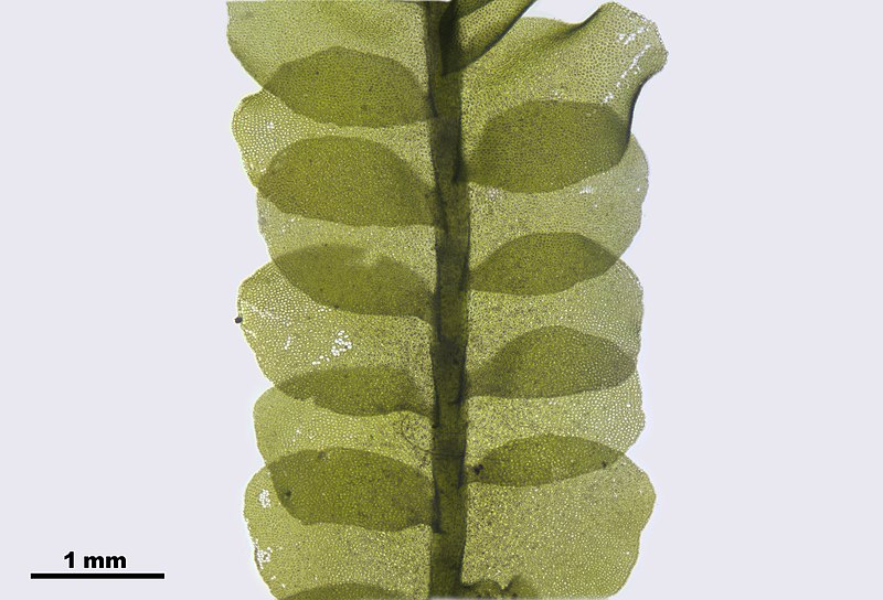 File:Chiloscyphus pallescens (e, 144602-474847) 0402.JPG