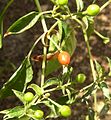Image 24Chiltepe, a common pepper used on some Guatemalan dishes. (from Culture of Guatemala)