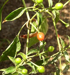 <i>Capsicum annuum <span style="font-style:normal;">var.</span> glabriusculum</i>