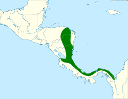 Distribución geográfica de la tangara de Carmiol (excluyendo Chlorothraupis frenata)