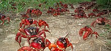 Crabs on their annual migration. Christmas Island Crabs on annual migration.JPG
