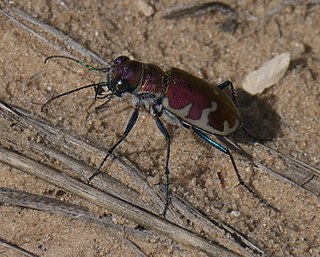 Cicindela formosa