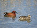 Pareja de pato colorado (Spatula cyanoptera).