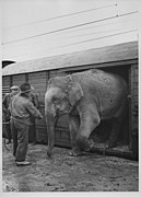 Unloading on Norra Station, Stockholm, 1945