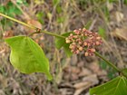 Cissus verticillata infl.JPG