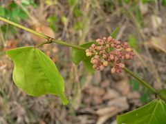 Description de l'image Cissus_verticillata_infl.JPG.