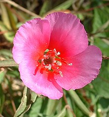 Clarkia amoena.jpg 