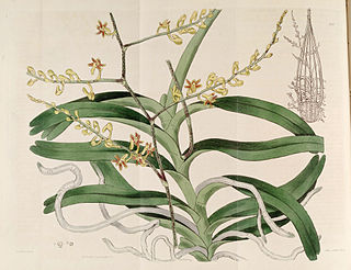 <i>Cleisostoma</i> Genus of orchids