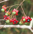 Clerodendrum floribundum fruits.jpg