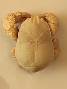Hoff crab carapace.jpg жабу