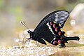 * Nomination [edit] Close wing moisture sucking of Papilio krishna (Moore, 1858) - Krishna Peacock . By User:Anitava Roy --Atudu 16:06, 15 March 2024 (UTC) * Decline  Oppose Eyes not sharp. Sorry. --Ermell 23:40, 17 March 2024 (UTC)