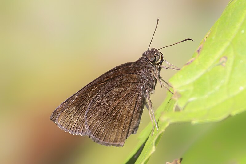 File:Close wing position of Ancistroides nigrita Latreille, 1824 – Chocolate Demon.jpg