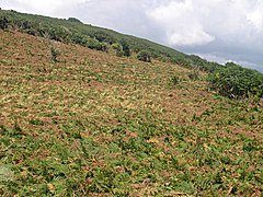 Coastal Slope near Curgurrell - geograph.org.uk - 325705.jpg