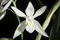 Coelogyne nitida alba colour