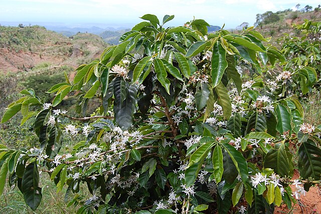 Coffee tree atop the Maricao mountains