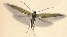 Coleophora paripennella.JPG 