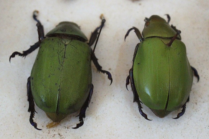 File:Coleoptera - 4.jpg