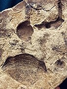 Collage of fossils from the Sinnipee Group in Wisconsin.jpg