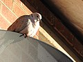 Collared dove (27354028063).jpg