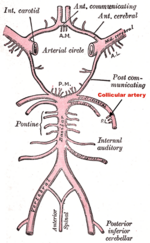 Thumbnail for Collicular artery