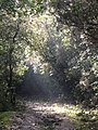 ]] (Vallès Occidental, Baix Llobregat, Barcelonès) (Sant Cugat del Vallès, Barcelona, Cerdanyola del Vallès i altres). This is a a photo of a natural area in Catalonia, Spain, with id: ES510066 Object location 41° 26′ 24″ N, 2° 06′ 36″ E  View all coordinates using: OpenStreetMap