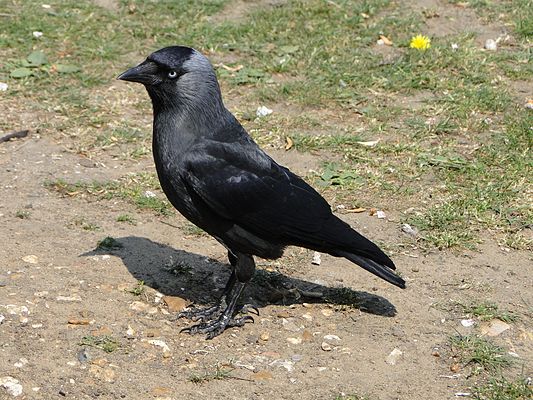 An adult Jackdaw on Ham Common, London, England