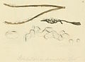 Plate 6. Reticularia sp.