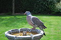 Columba palumbus -garden fountain-8a.jpg